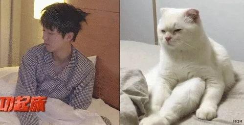 娱乐吃瓜酱布丁是只喵