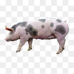 肥猪搞笑图片,萌态可掬，笑料百出