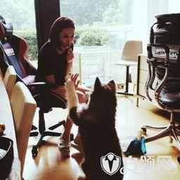 赵子易资料,探寻历史脉络，传承文化精髓